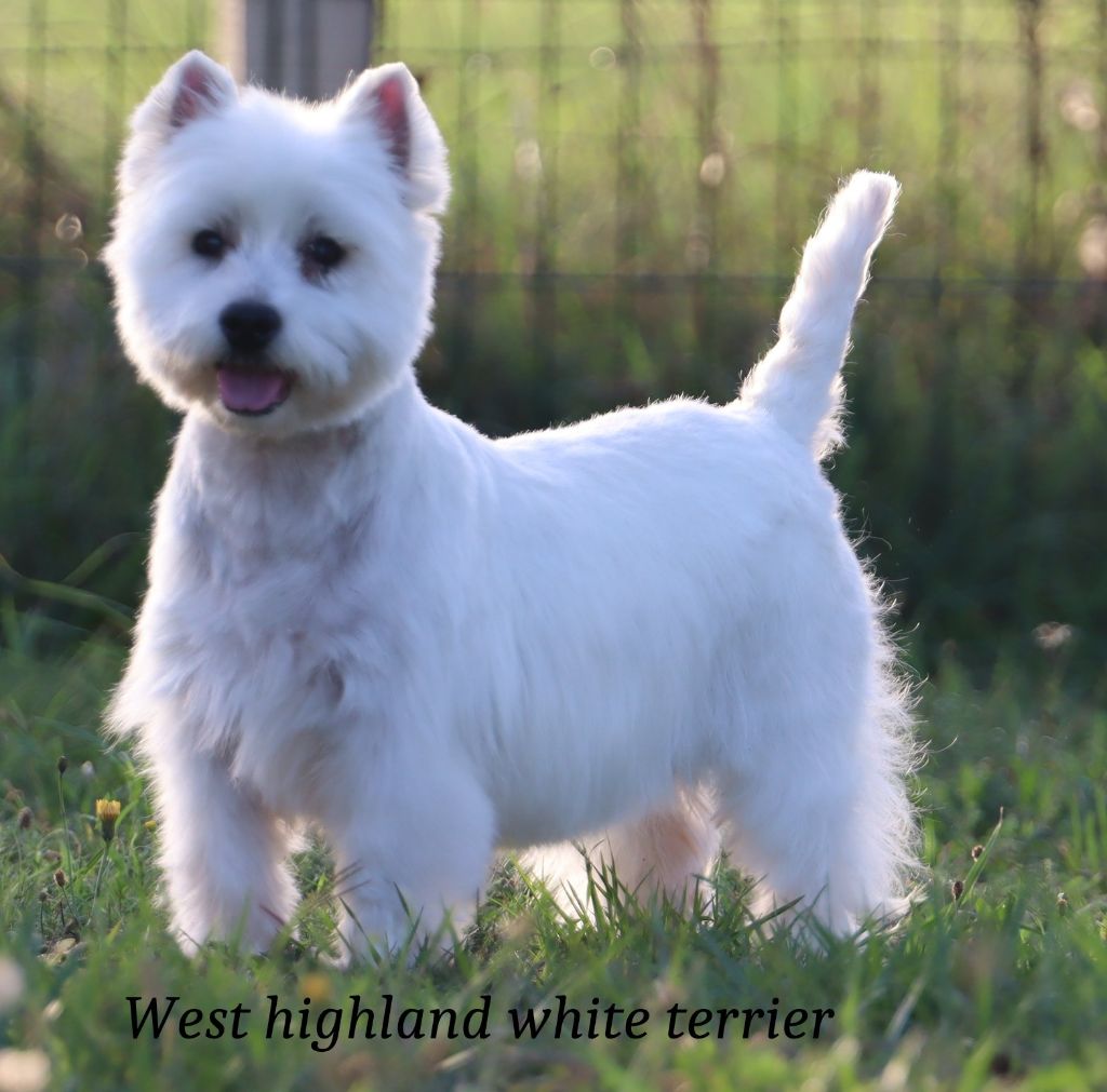 Les West Highland White Terrier de l'affixe Du Royaume Du Wakanda