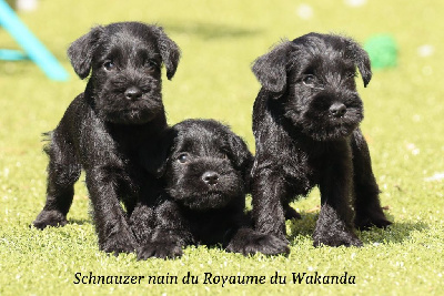 Du Royaume Du Wakanda - Schnauzer miniature - Portée née le 30/05/2023
