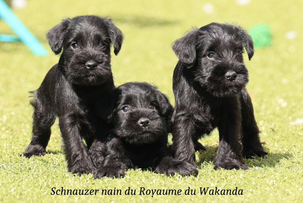 chiot Schnauzer miniature Du Royaume Du Wakanda