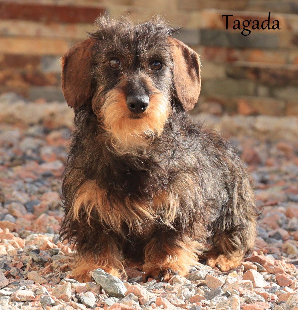 Unik-of-course Des Centaures Du Mont Pelion