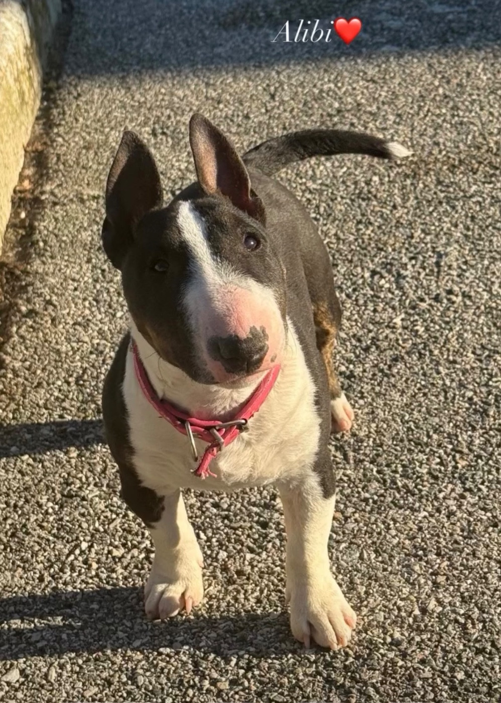 Alibi Du Domaine De Canja